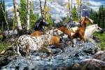 Chevaux - Equitation Schmidt Passage De La Rivi�re Au Galop