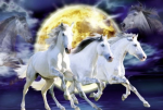 Chevaux - Equitation Schmidt Apassionata