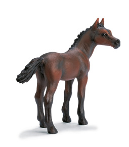 Chevaux - Equitation Poulain Arabe
