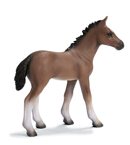 Chevaux - Equitation Poulain Hanovre