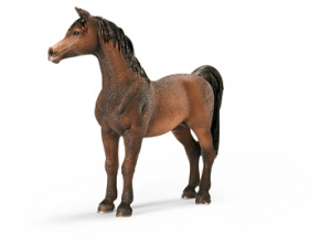 Chevaux - Equitation Etalon Arabe