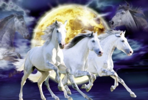 Chevaux - Equitation Apassionata