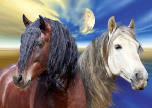 Chevaux - Equitation Appasionata