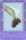 Angelic Cavy de l'dition Magical Friends